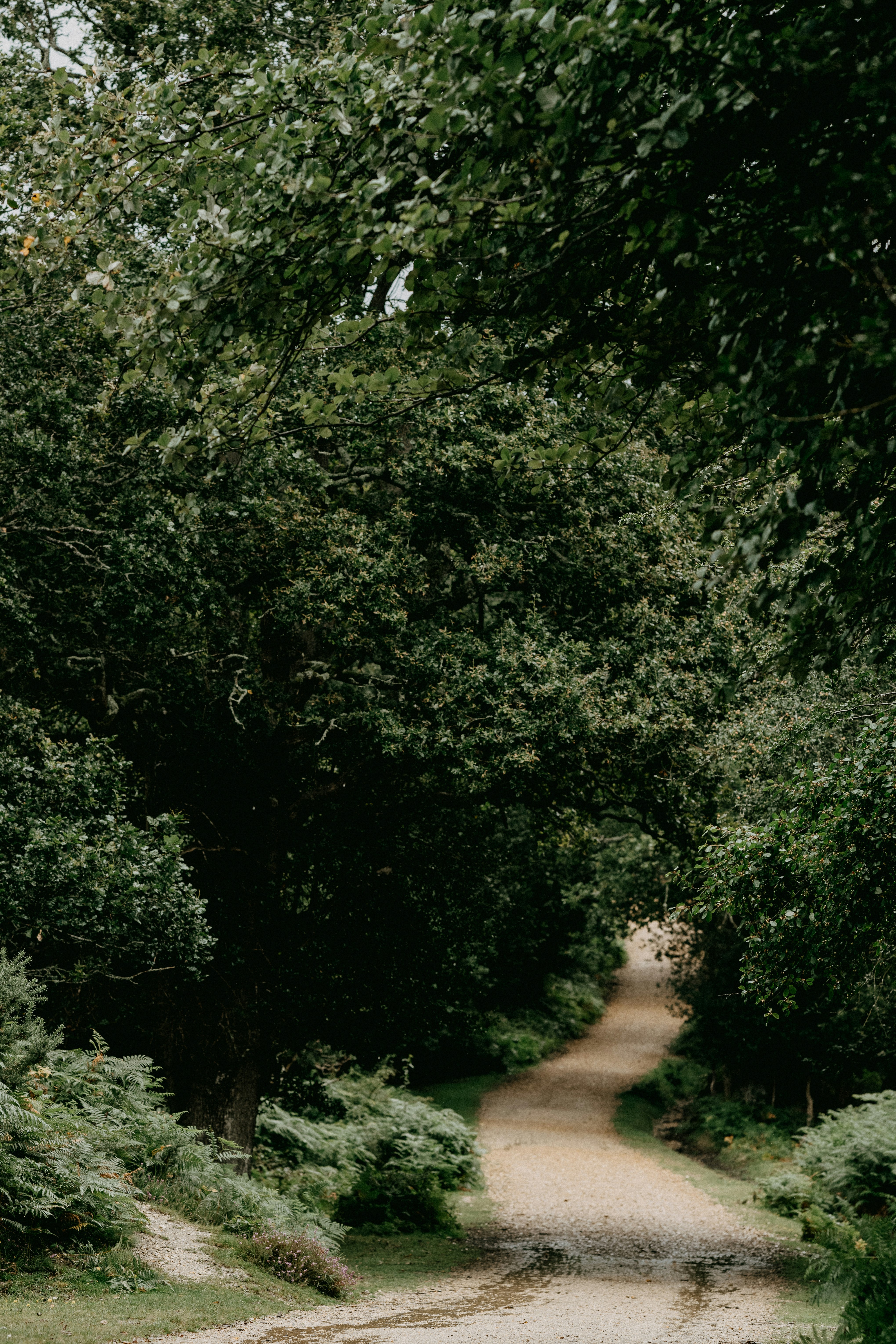 green trees beside brown dirt road during daytime